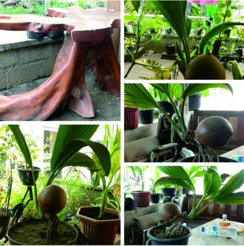 Jasa pembuatan bonsai dan meja kayu blog